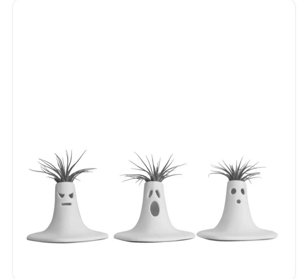 Gezocht: witte spook potjes/ luchtplanthouders., Huis en Inrichting, Kamerplanten, Ophalen of Verzenden, Halfschaduw, Minder dan 100 cm