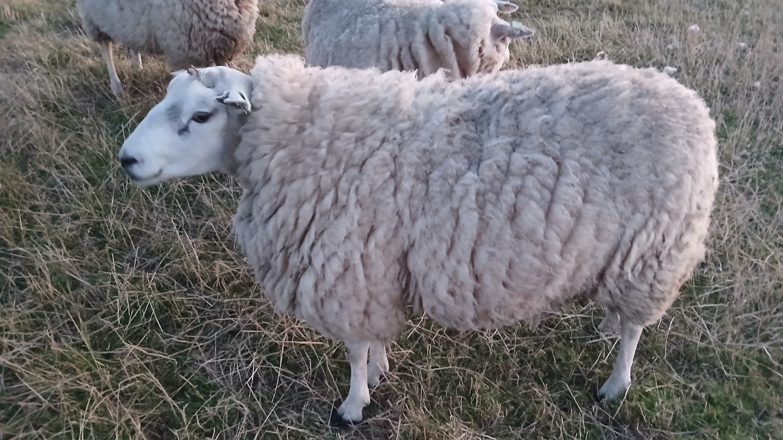 overjarige swifter dekram, Dieren en Toebehoren, Mannelijk, Schaap