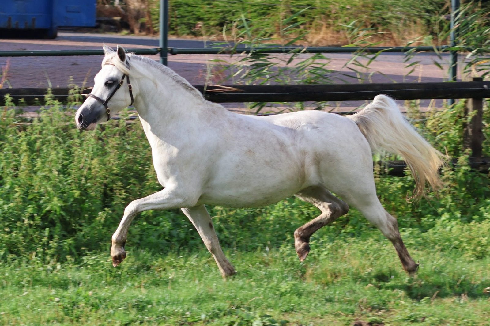 Kwaliteitsvolle 2 & 3 jr Welsh A merries, Dieren en Toebehoren, Pony's, Merrie, Met stamboom, Niet van toepassing, 3 tot 6 jaar