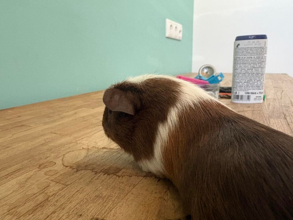 4 jonge  cavia ‘s alle mannetjes, Dieren en Toebehoren, Mannelijk, Tam, Maart, Cavia
