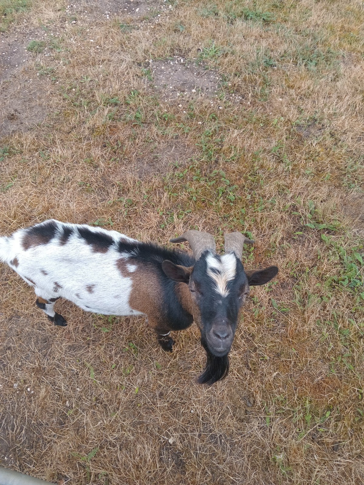 Tekoop  1 oude en 1 jonge box, Dieren en Toebehoren, Schapen, Geiten en Varkens, Mannelijk, Geit, 3 tot 5 jaar