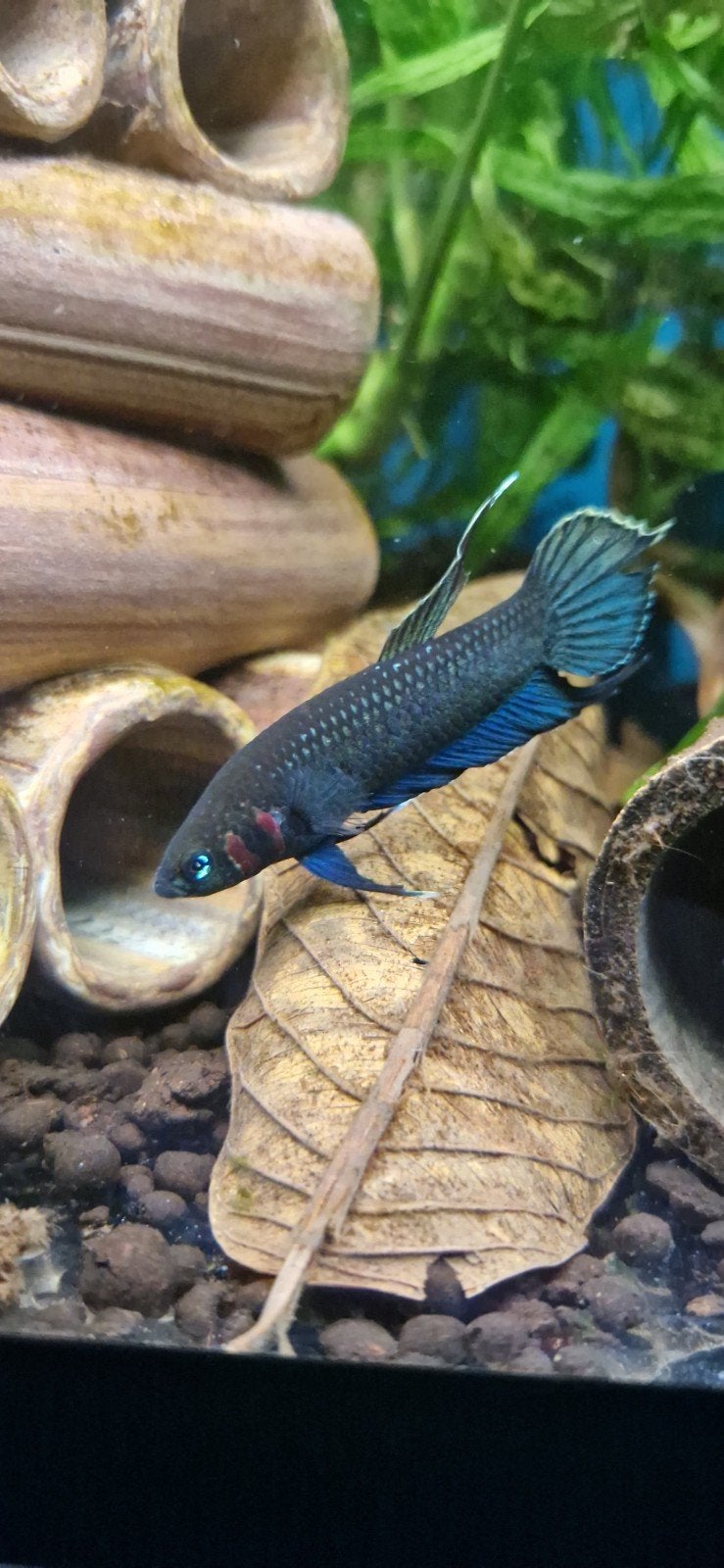 wilde betta mandor F1, Vis, Zoetwatervis