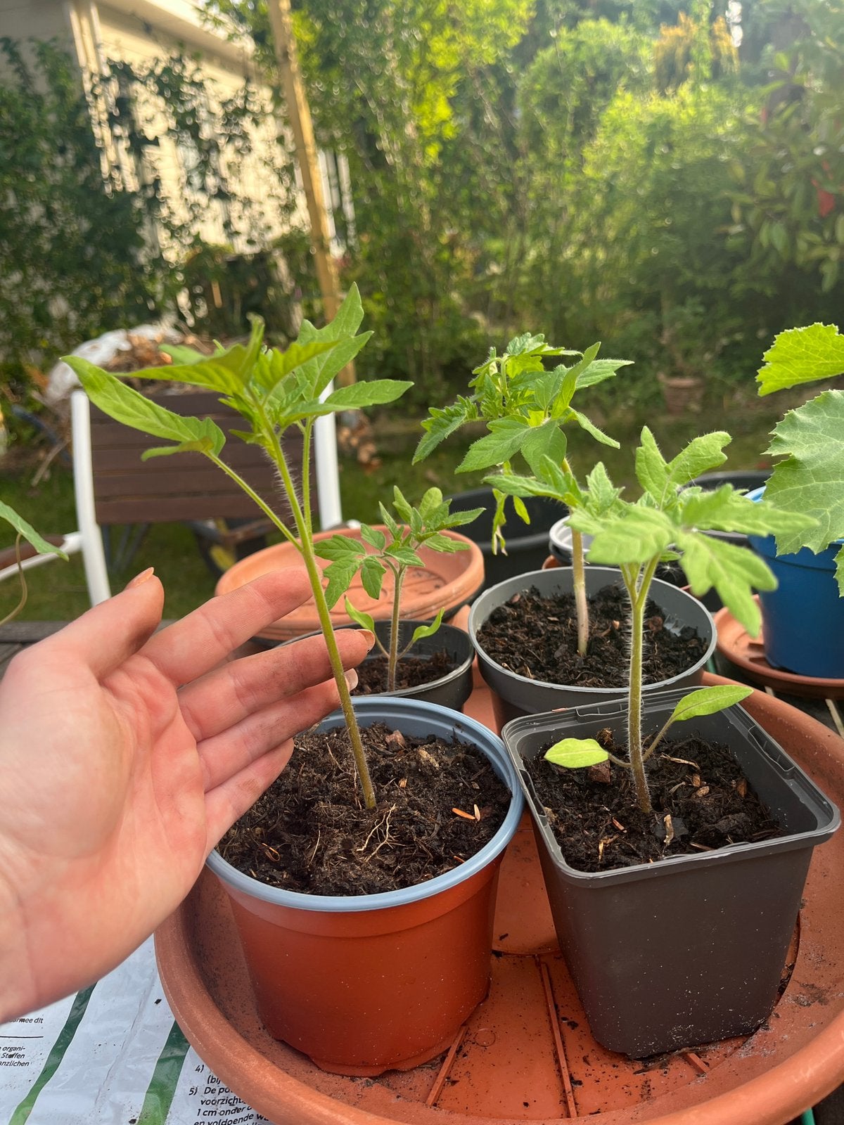 Cherry tomaten plantjes. Cherry Tomato seedlings, Tuin en Terras, Ophalen, Overige soorten, Halfschaduw