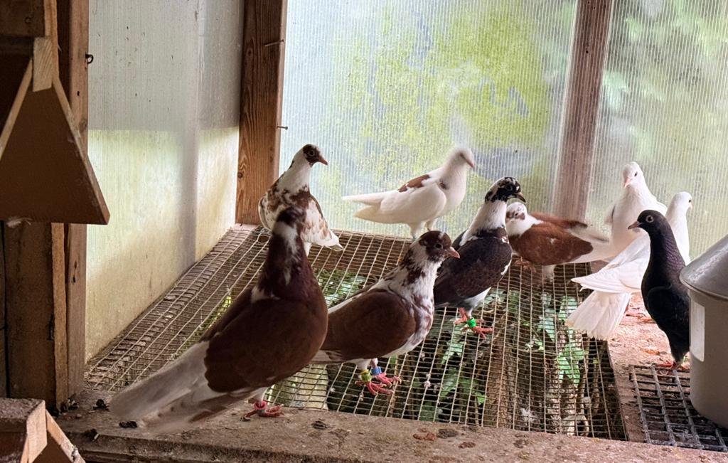 wit/bont koppel kumru’s, Meerdere dieren