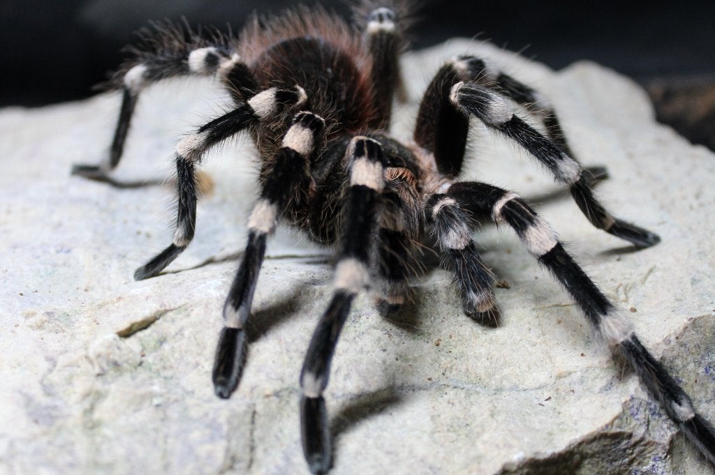 Diverse ongewervelden (spinnen/schorpioenen/etc), Dieren en Toebehoren, Spin of Schorpioen