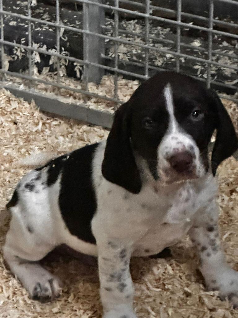 Duitse staande korthaar pup, Duitse Staande hond, Reu, 8 tot 15 weken, Parvo