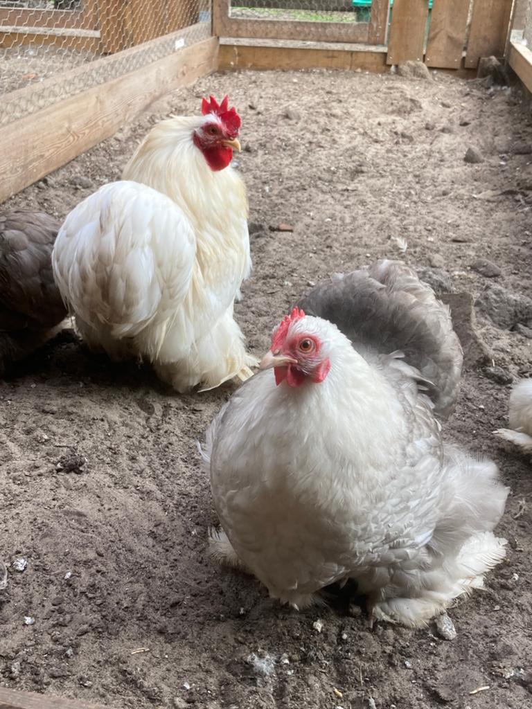 Cochin kriel broedeieren., Geslacht onbekend, Kip