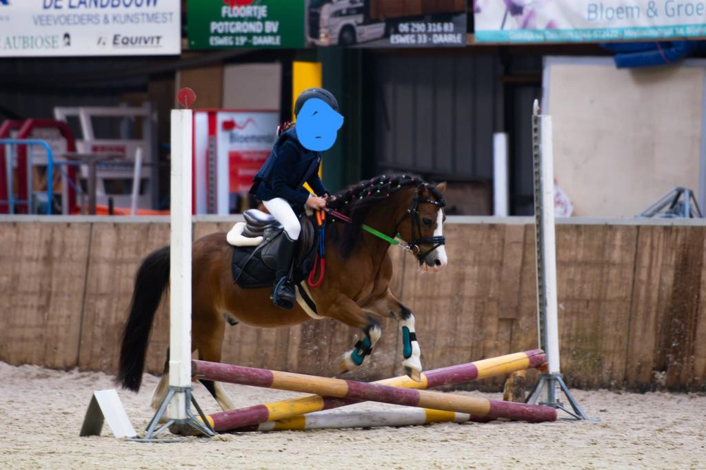 Super leuke a pony, Met stamboom, Ruin, Niet van toepassing, A pony (tot 1.17m)