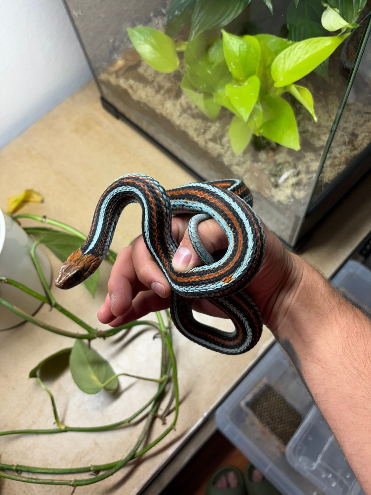 Ik ben op zoek naar Thamnophis sp., Natrix helvetica, Dieren en Toebehoren, Reptielen en Amfibieën, Slang, 0 tot 2 jaar