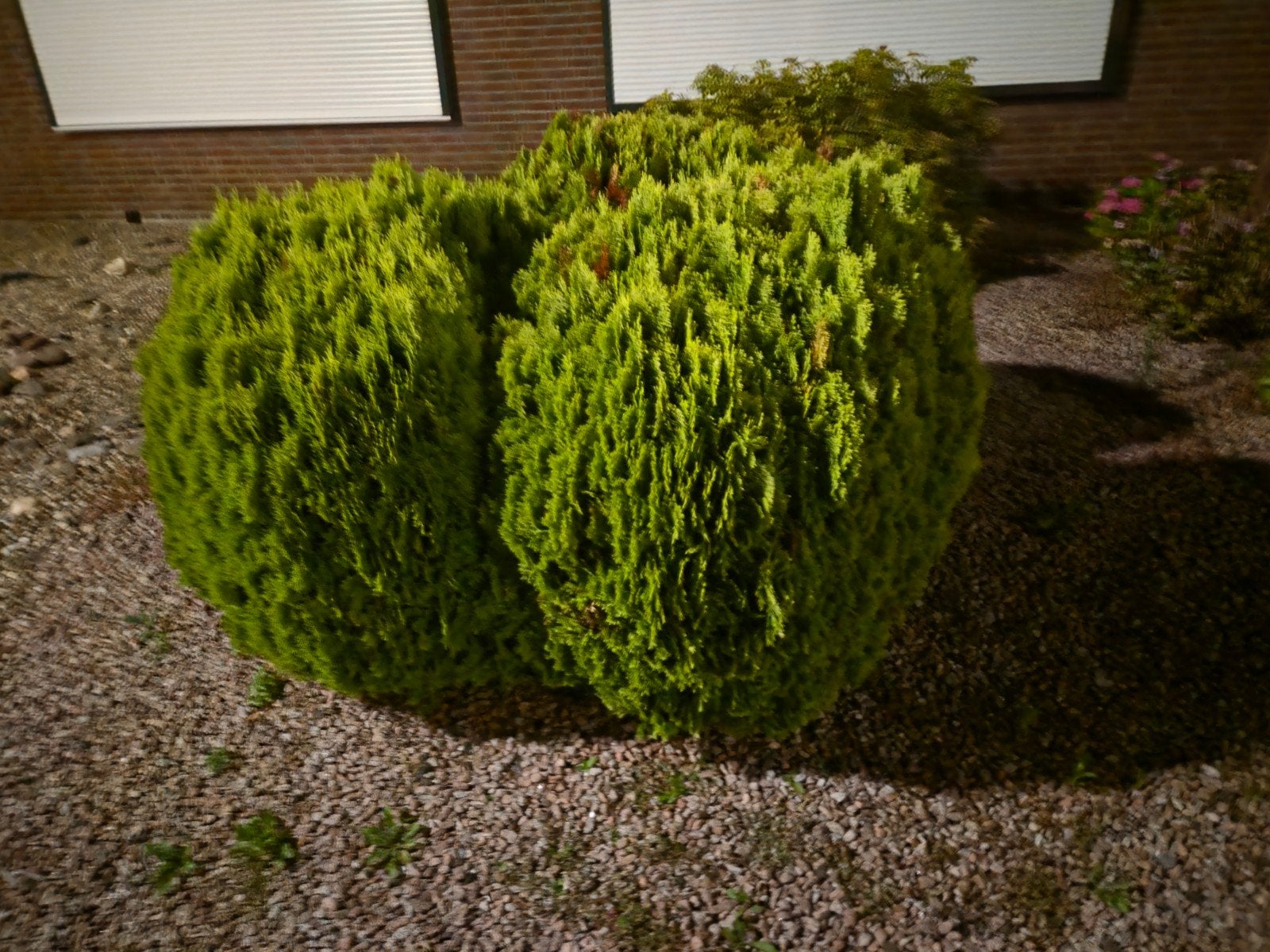 Gratis af te halen: Groene struik/conifeer, Ophalen of Verzenden, Bloeit niet, Overige soorten, Volle zon