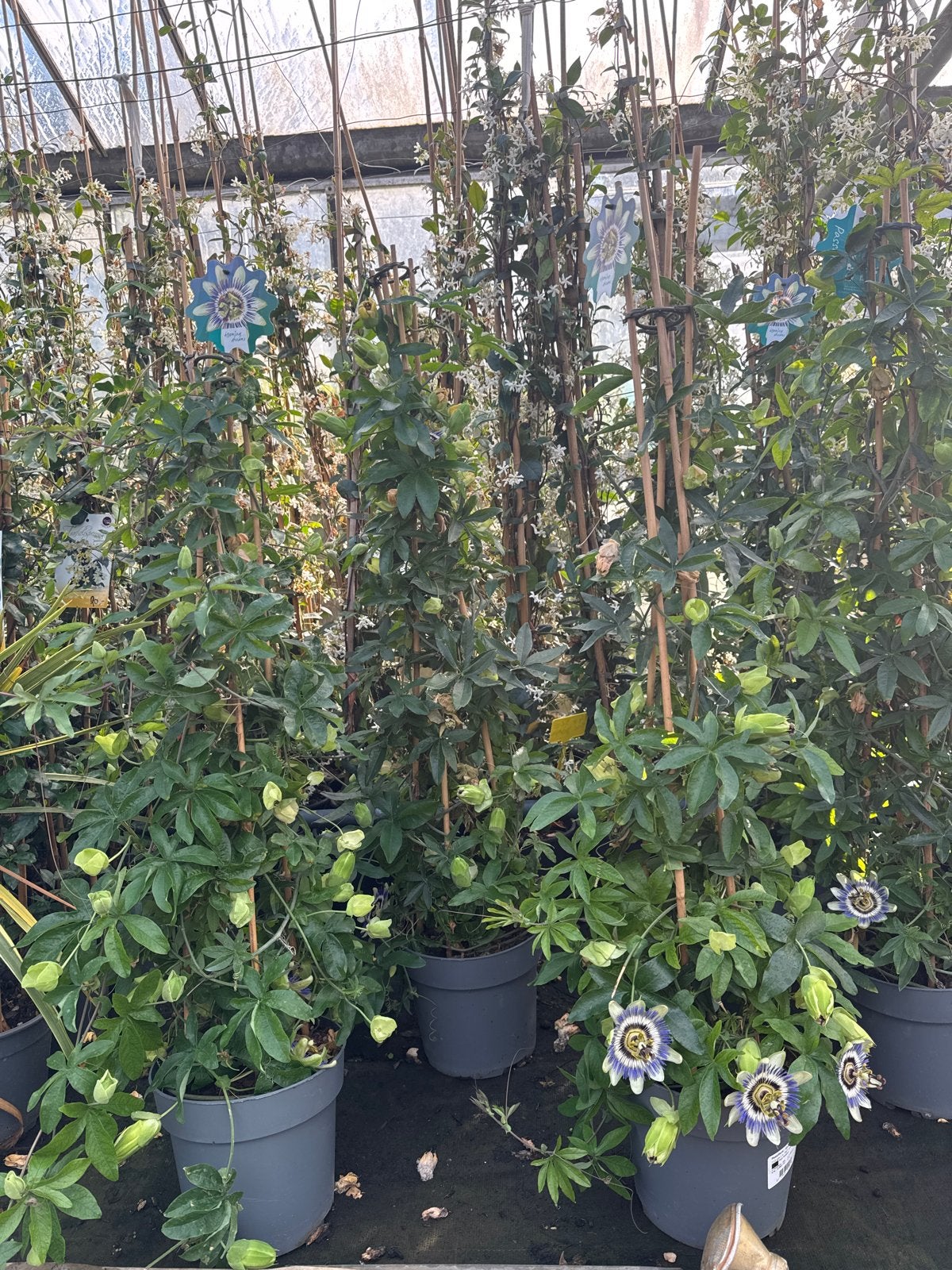 Passieflora klimplant - Diverse soorten en maten, Ophalen, Vaste plant, Klimplanten, Volle zon