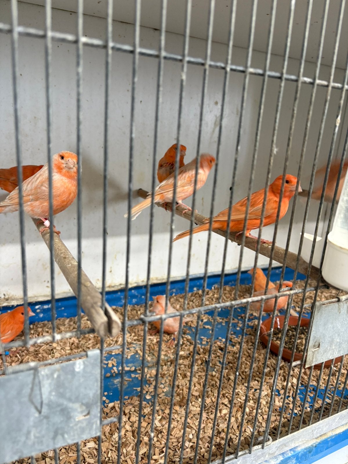 In / verkoop diverse soorten vogels, Meerdere dieren, Kleurkanarie