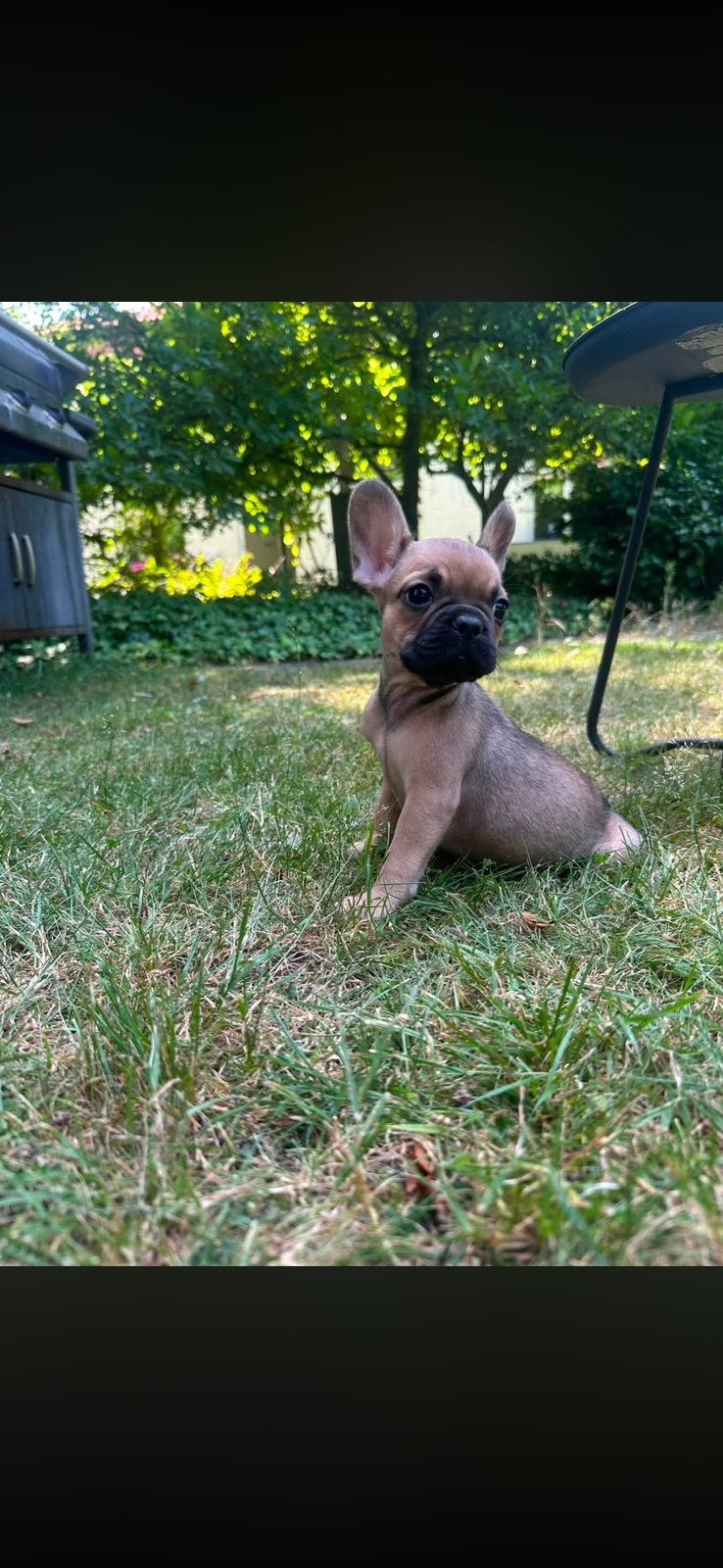 Gastgezin gezocht voor charlie ! ️, HCC (leverziekte), Reu, 8 tot 15 weken, Bulldog