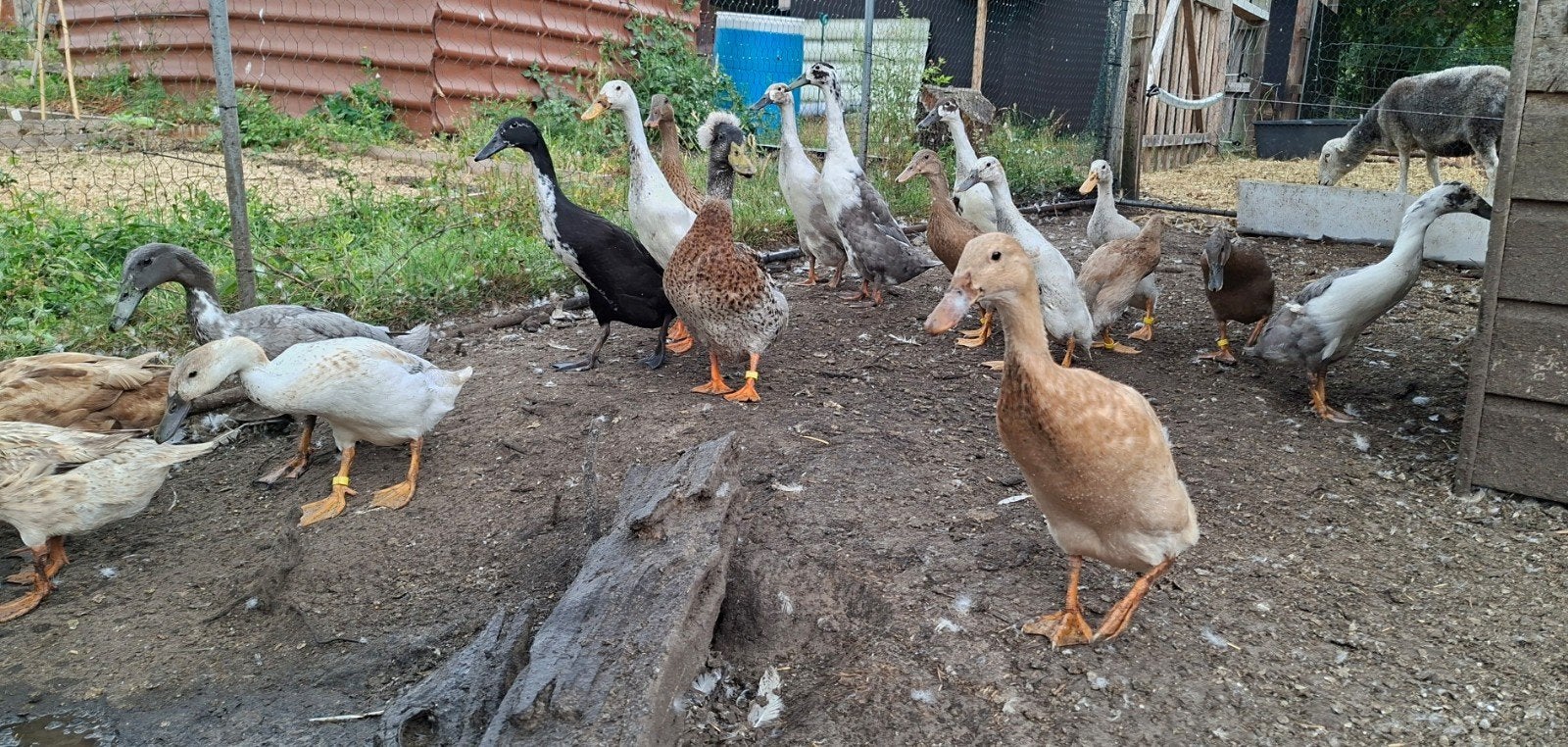 Indische loopeend koppels, Dieren en Toebehoren, Meerdere dieren, Eend
