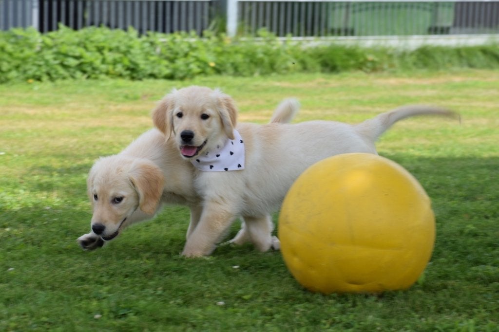 Golden retriever pups, Dieren en Toebehoren, Golden retriever, België, 8 tot 15 weken, Meerdere
