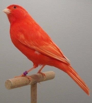 Rode kanarie mannen en poppen schimmel en intensief, Meerdere dieren, Kleurkanarie