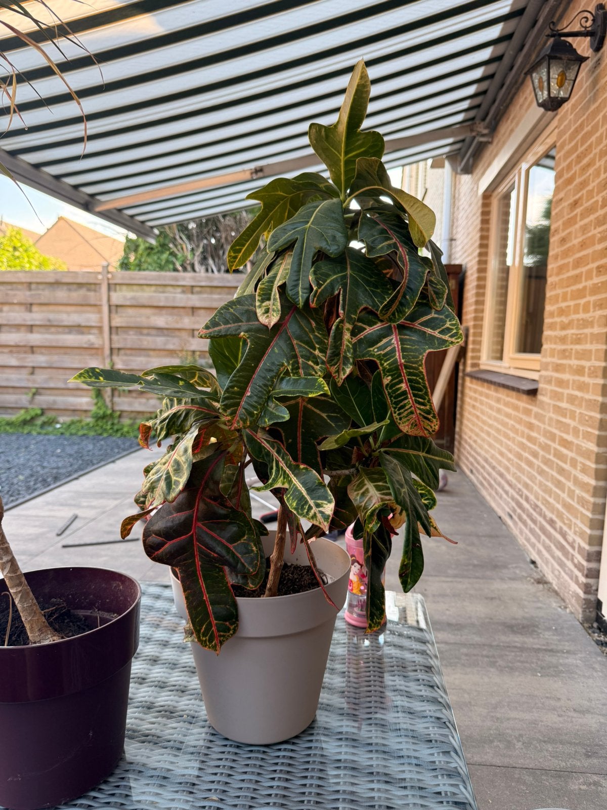 Croton (Codiaeum variegatum), Huis en Inrichting, Kamerplanten, Ophalen, Halfschaduw, Minder dan 100 cm