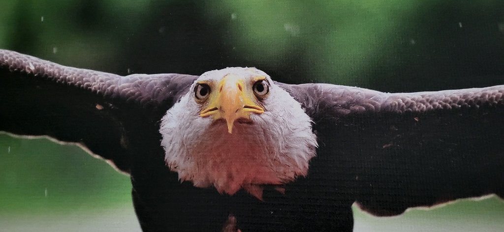 Bald Eagle in Flight, During Drizzle, Ophalen, Zo goed als nieuw, Schilderij, 75 tot 100 cm