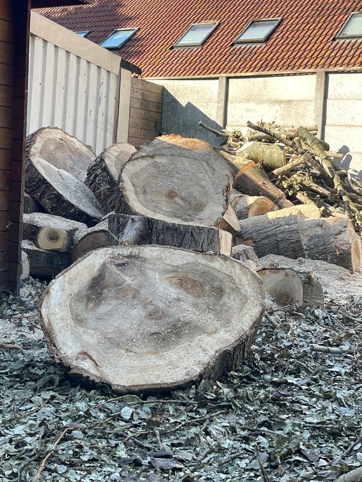 Diverse houtsoorten: Stammen, blokken en takken, 6 m³ of meer, Ophalen, Elzenhout, Stammen