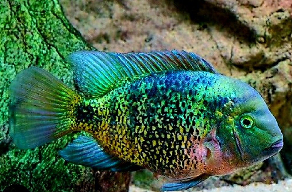 Kweekkoppel Monti Christo cichliden, Dieren en Toebehoren, Vissen | Aquariumvissen, Vis, Zoetwatervis