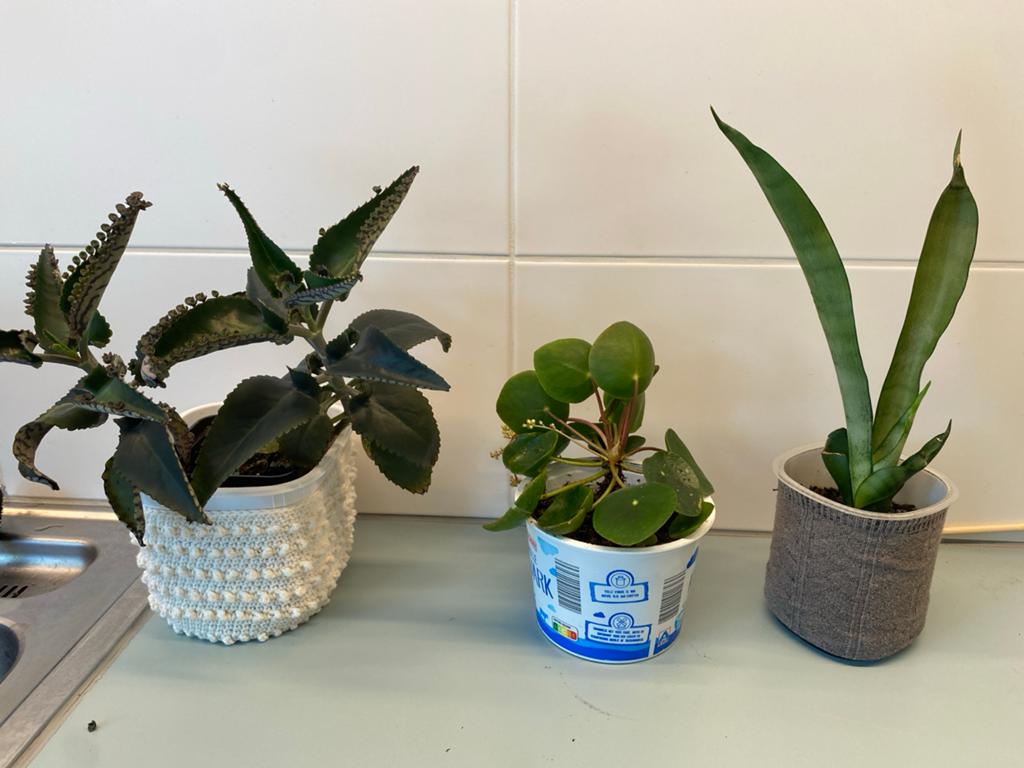 Set van 3 diverse kamerplanten, Huis en Inrichting, Kamerplanten, Ophalen, Vetplant, Halfschaduw, In pot
