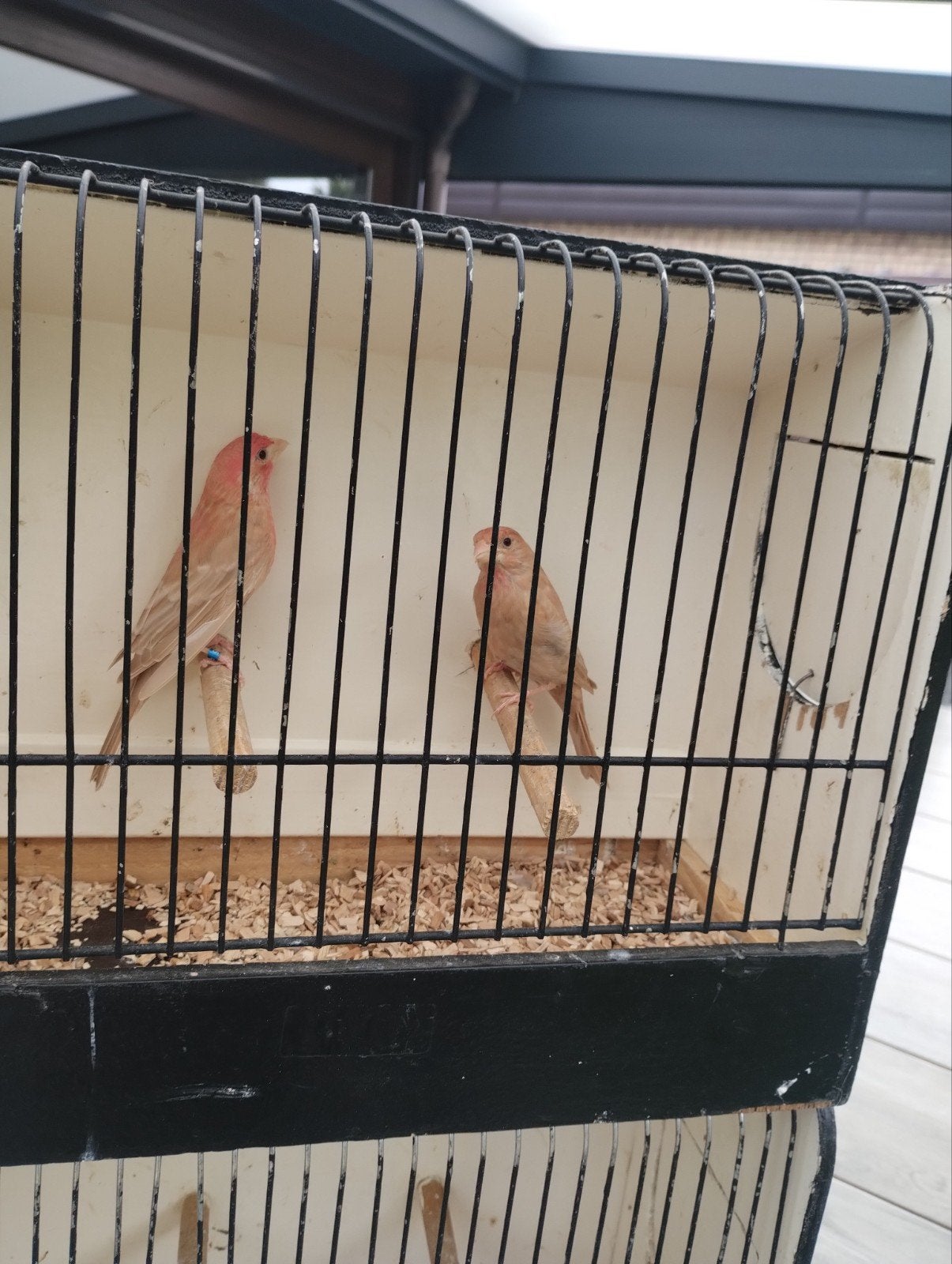 kweekkoppel pheo roodmussen zie foto's, Meerdere dieren, Tropenvogel, Geringd