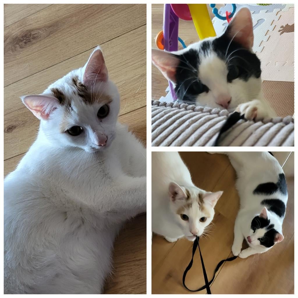 2 leuke katers, Kater, Ontwormd, 0 tot 2 jaar