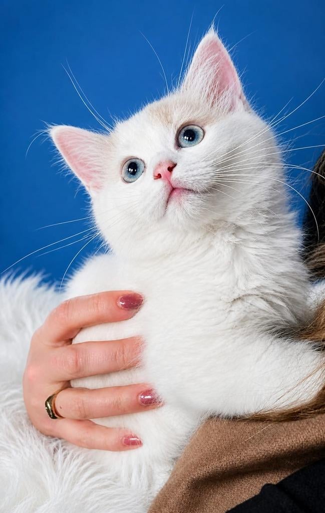Ragdoll poesje stamboom, Dieren en Toebehoren, Poes, Met stamboom, 0 tot 2 jaar