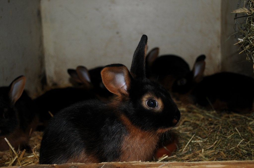 konijnen, Dieren en Toebehoren, Konijnen, Meerdere dieren, Klein, 0 tot 2 jaar