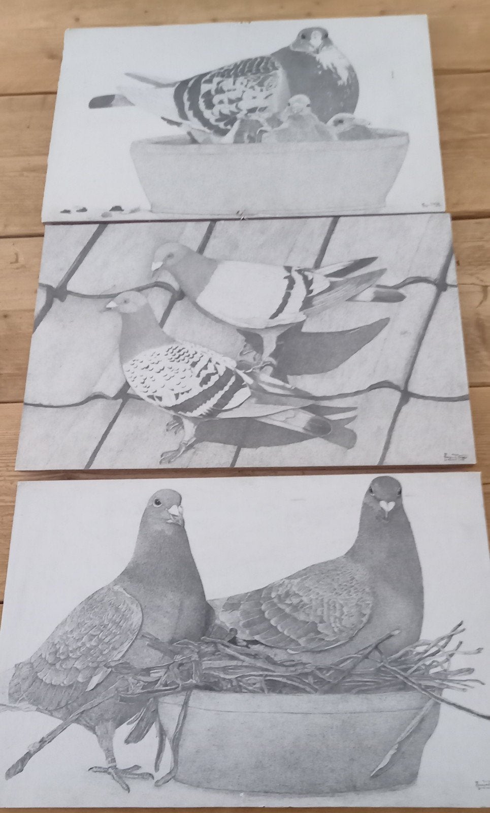 3 duiven plaaten, Dieren en Toebehoren, Meerdere dieren, Postduif
