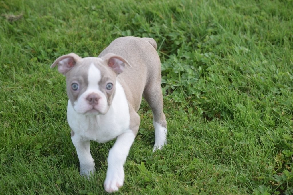 Boston terrier pups, 15 weken tot 1 jaar, Buitenland, Meerdere, Reu