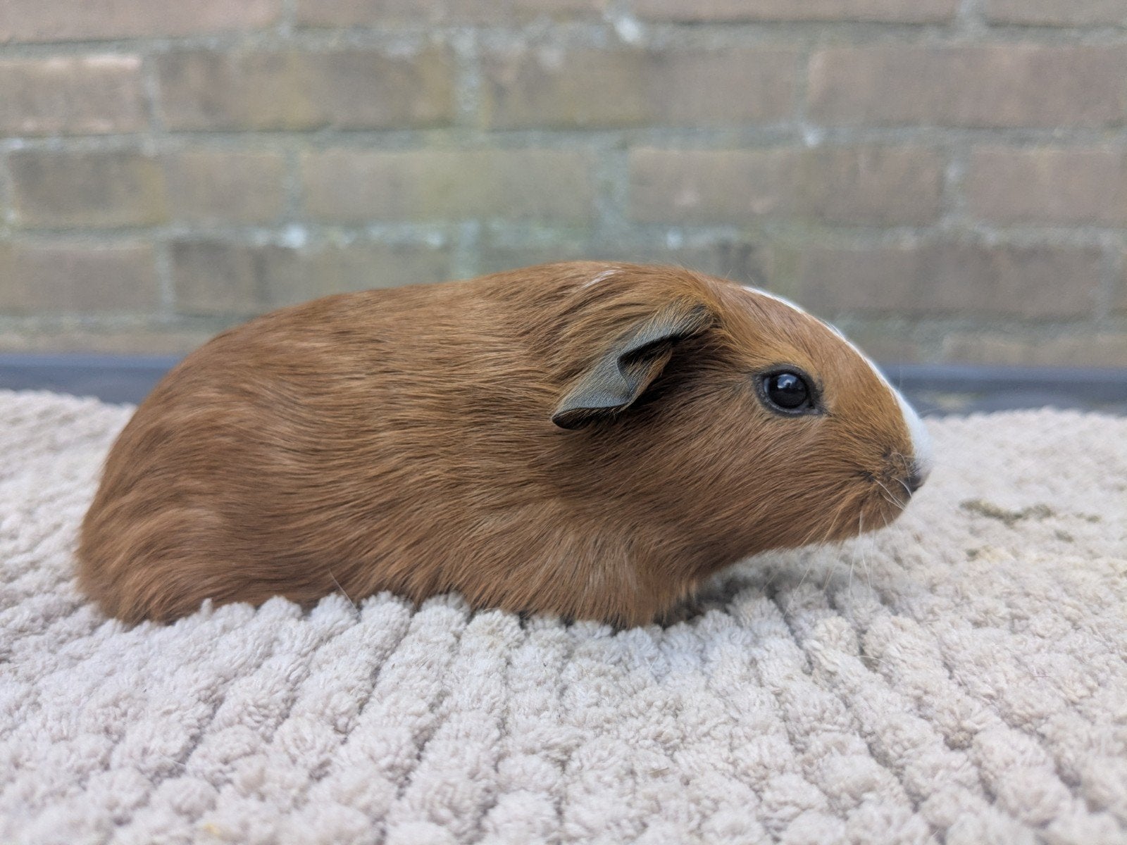 Cavia zeugje., Dieren en Toebehoren, September, Vrouwelijk, Cavia