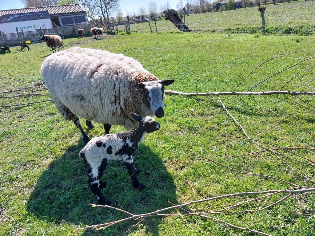 Mooi bont schaap met ooilam, Vrouwelijk, Schaap