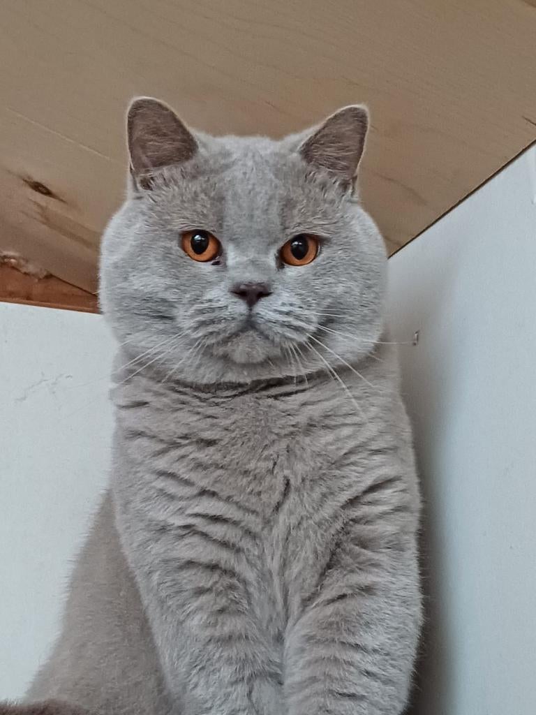 Prachtige Dekkater ter dekking  Met Stamboom!, Dieren en Toebehoren, Katten en Kittens | Dekkaters, 0 tot 2 jaar