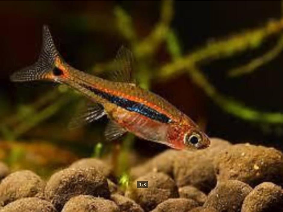 Boraras urophthalmoides - Koidream Valburg