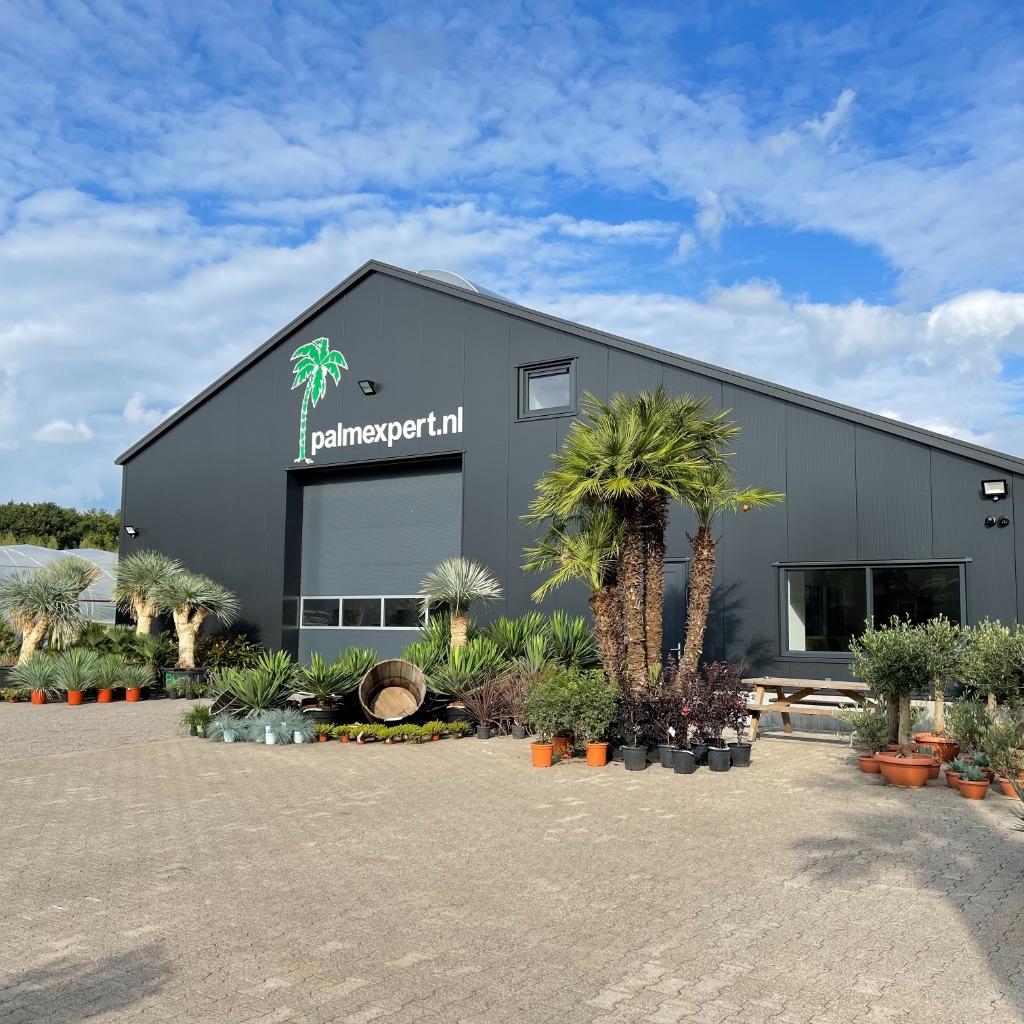 Mediterrane / tropische bomen en planten te koop