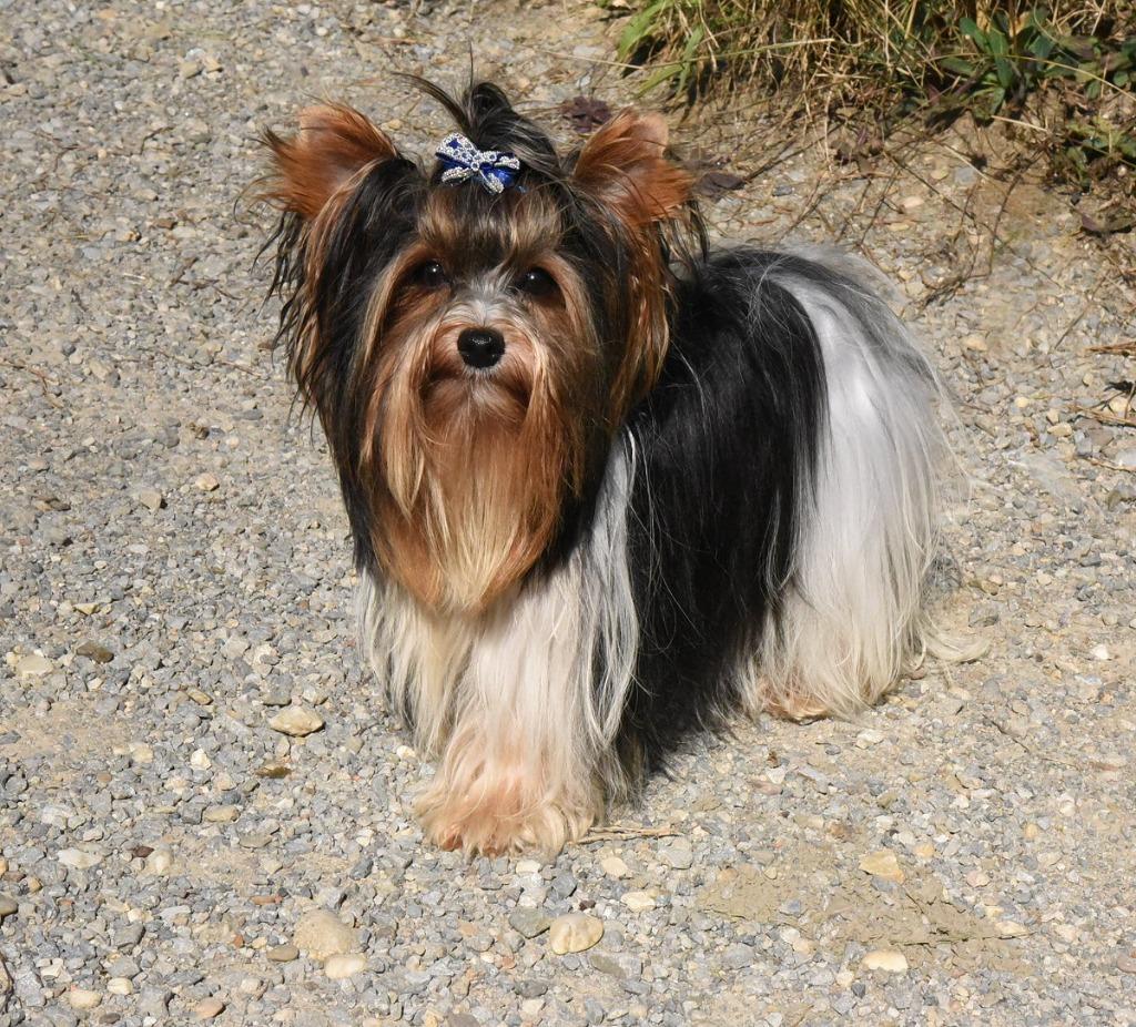 Yorkshire Terrier Stud Dog Biewer goedgekeurde hond & meervo, Fokker | Hobbymatig, Reu, 1 tot 2 jaar, Buitenland