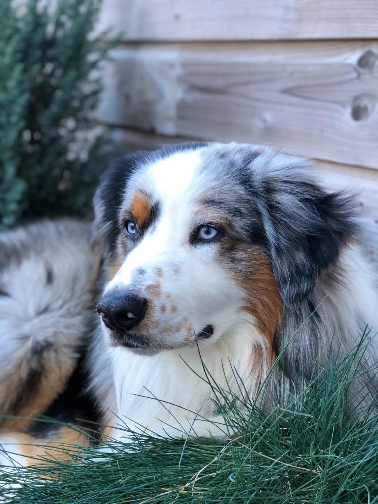 Dekreu aangeboden Australische Herder Blue Merle, Dieren en Toebehoren, 6 jaar of ouder, Reu, Parvo, Eén hond