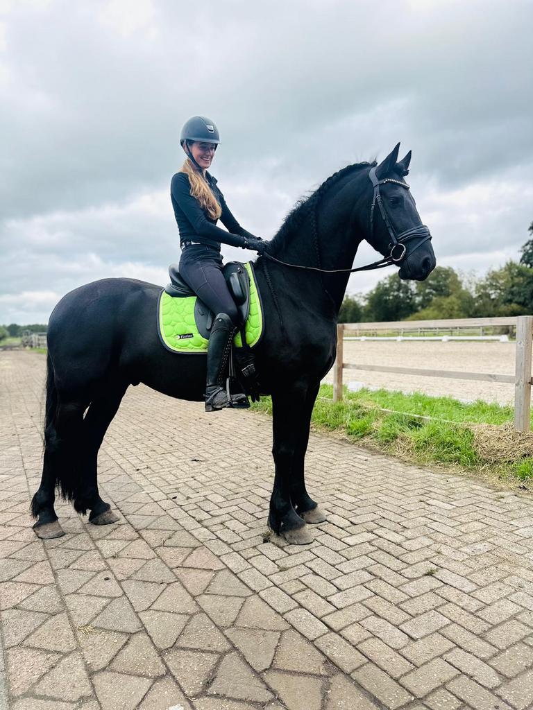 Kwalitatief goede Friese merries en hengsten/ruinen, Met stamboom, Dressuurpaard, 3 tot 6 jaar, L