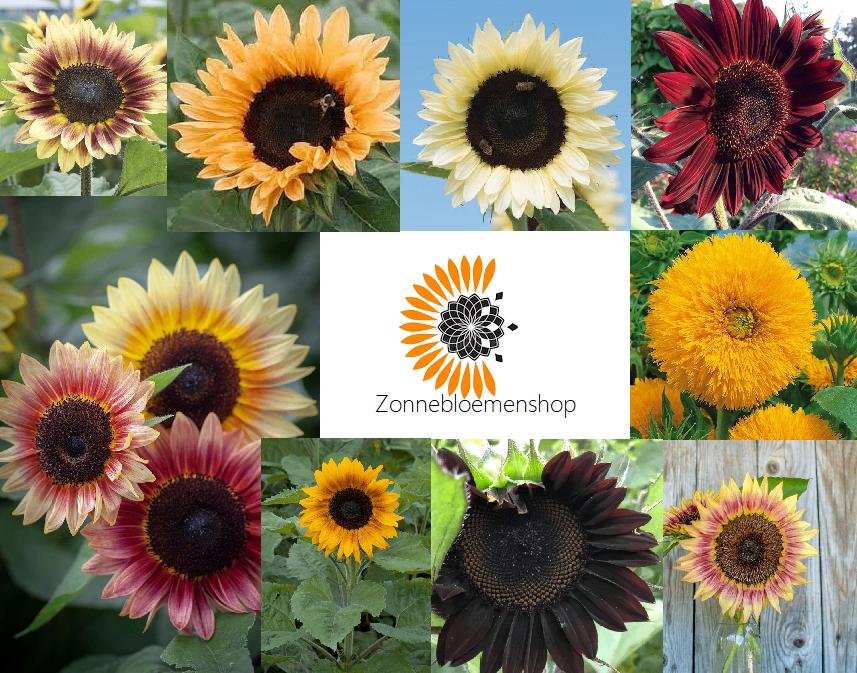 Meer dan 80 soorten zonnebloemzaden uit voorraad leverbaar., Tuin en Terras, Bloembollen en Zaden, Verzenden, Voorjaar, Volle zon