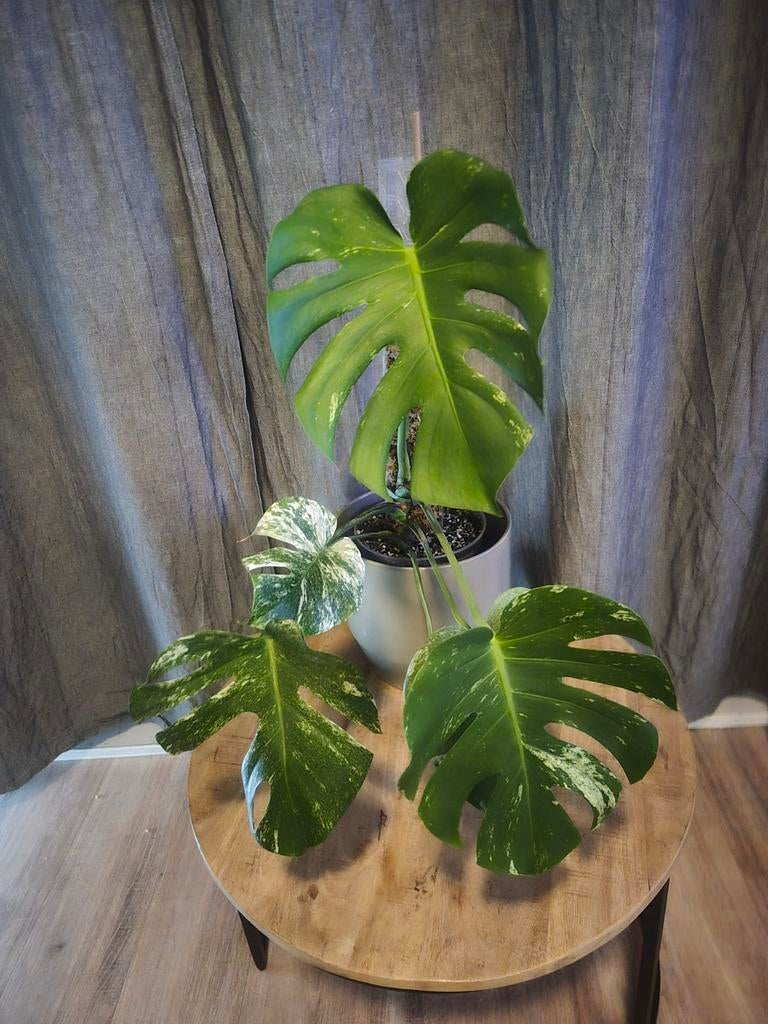 Monstera Deliciosa mint variegata?noid, Huis en Inrichting, Kamerplanten, Ophalen of Verzenden, Halfschaduw, Minder dan 100 cm