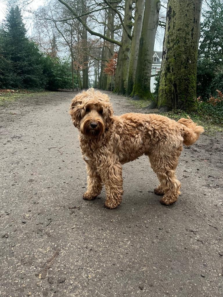 Australian labradoodle dekreu, Reu, 1 tot 2 jaar, Parvo, Eén hond