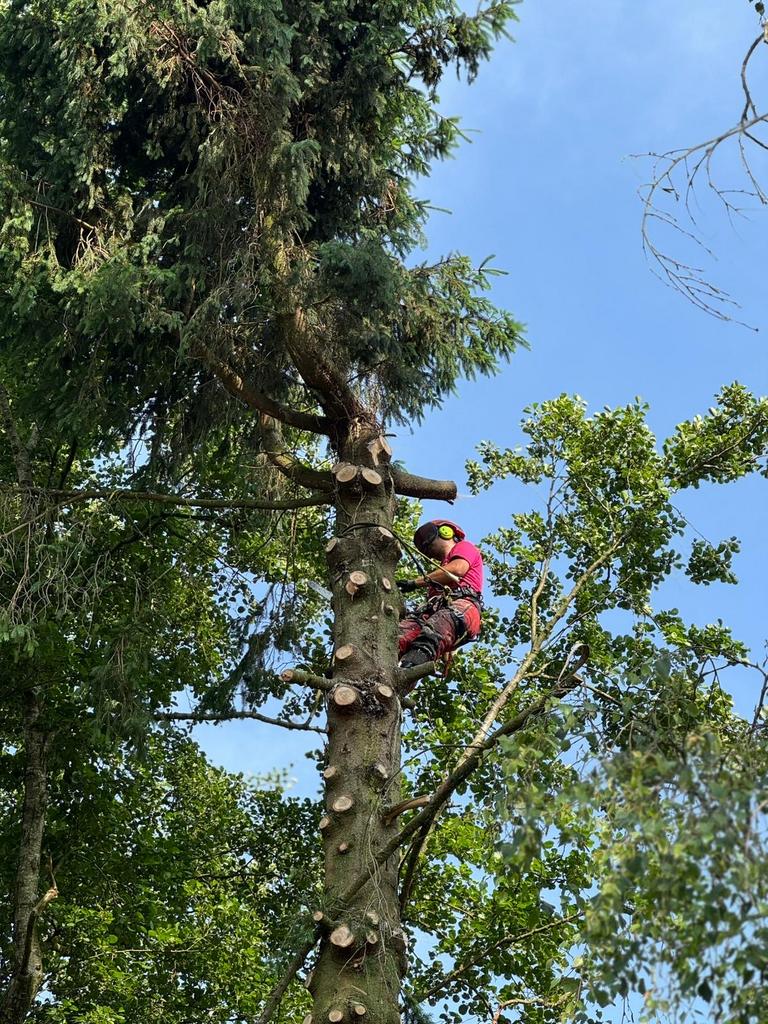 Bomen kappen, rooien en snoeien