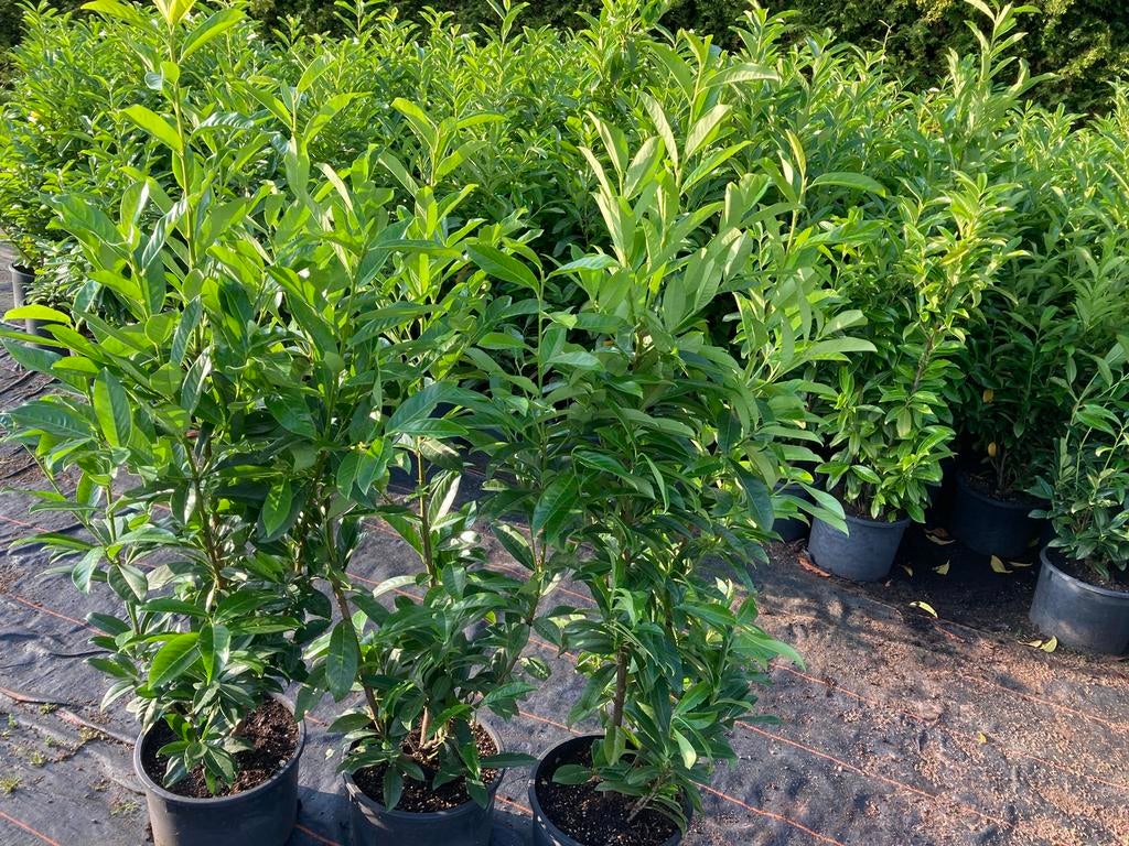 Prunus Genolia  ., Tuin en Terras, Planten | Struiken en Hagen, Ophalen, Laurier, Haag, 100 tot 250 cm