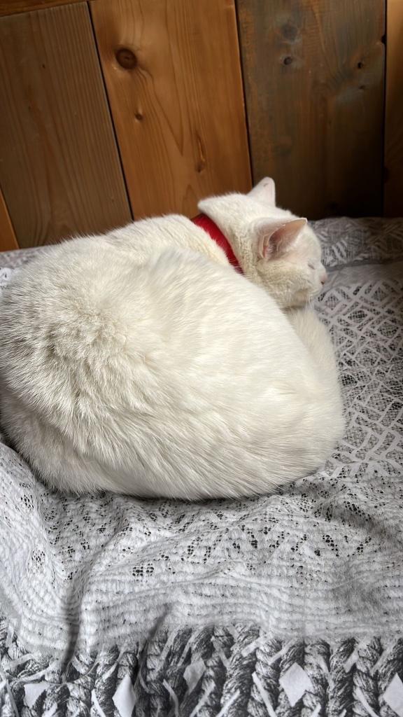 Katten, Dieren en Toebehoren, Katten en Kittens | Raskatten | Korthaar, Kater, Gechipt, 6 jaar of ouder