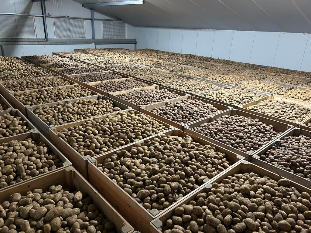 Aardappelen: Agria's en nieuwe oogst Frieslanders, Ophalen