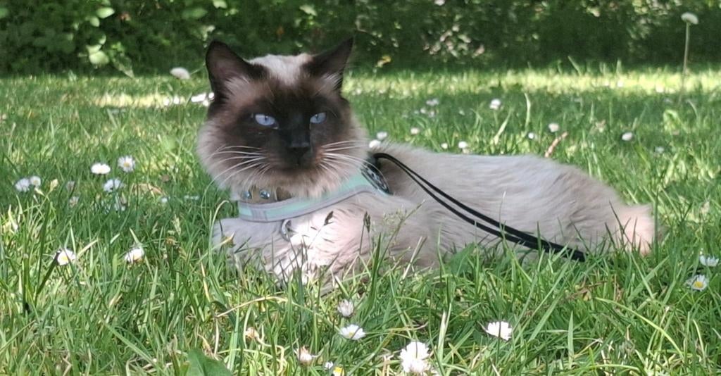 Balinese Siamees Langhaar *Seal-Point* (DEKKATER) RASZUIVER, Kater, Ontwormd