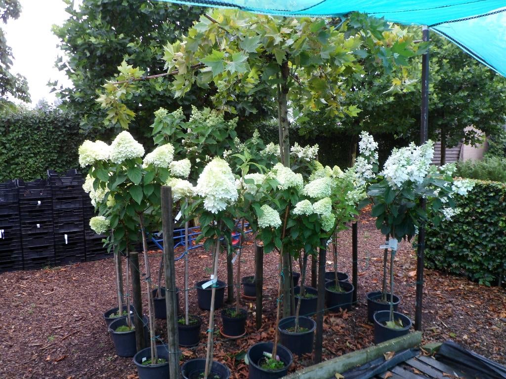 Hortensia's / Hydrangea's (ook op stam) e.a. planten, Ophalen, Overige soorten, Halfschaduw