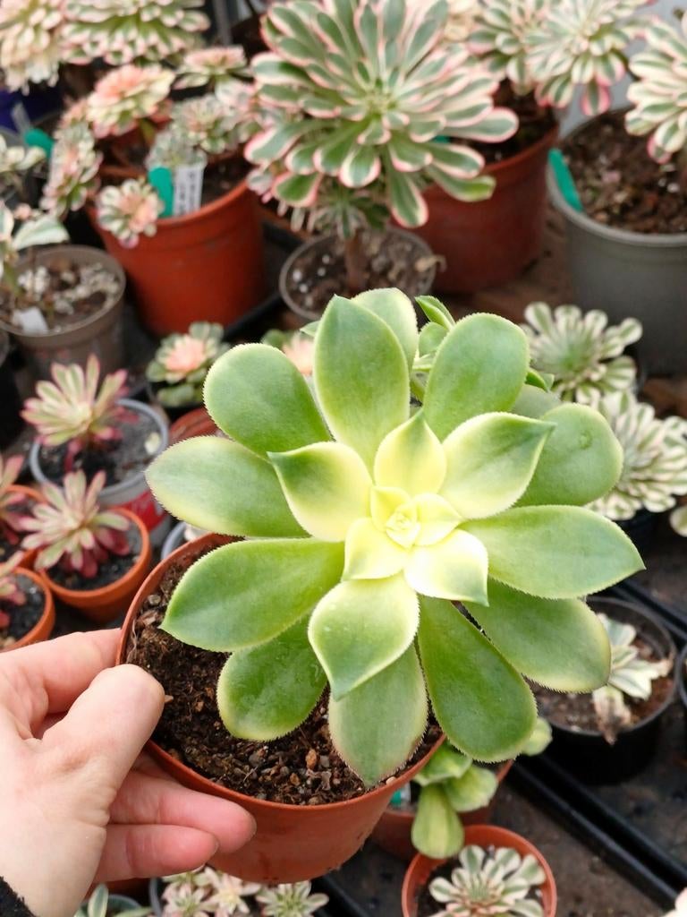 Aeonium kiwi, Ophalen of Verzenden, Halfschaduw, Minder dan 100 cm