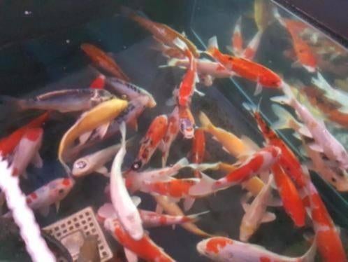 HQ Import koi 25 / 30 cm bij Koidream in Valburg, Dieren en Toebehoren, Vissen | Vijvervissen, Karper of Koi